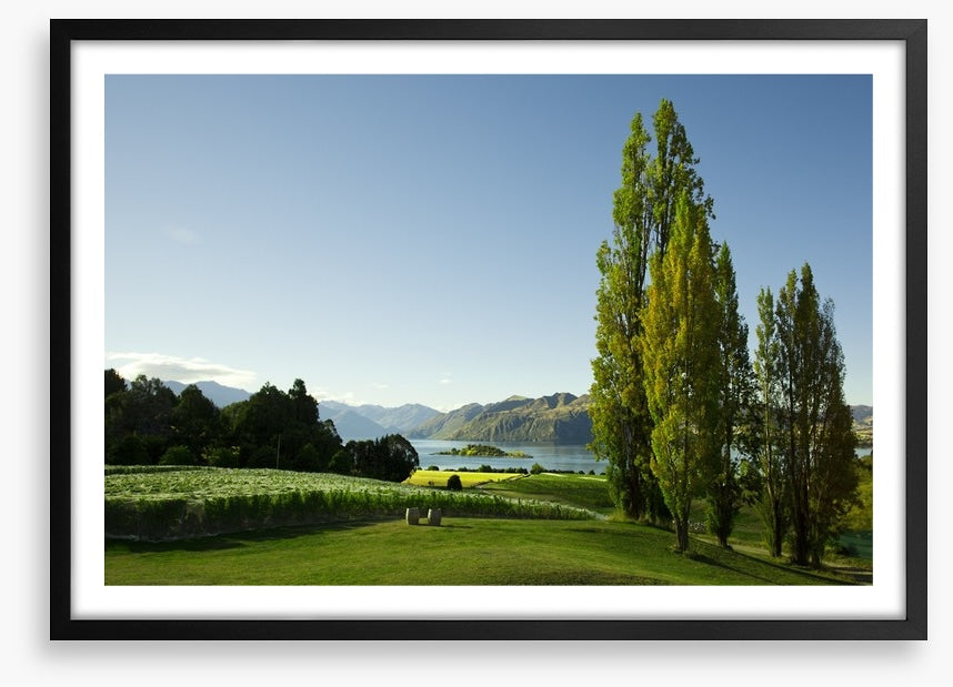 Vines to the lake