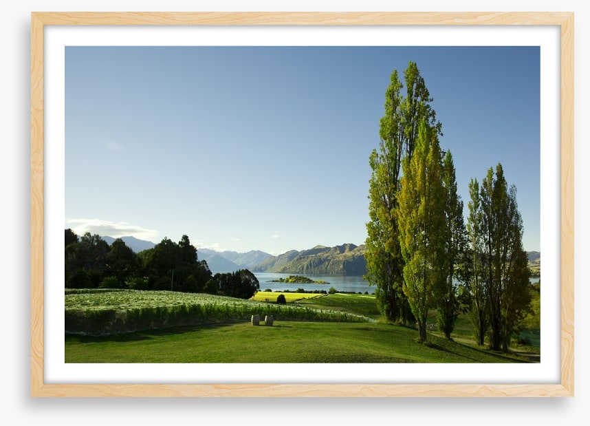 Vines to the lake