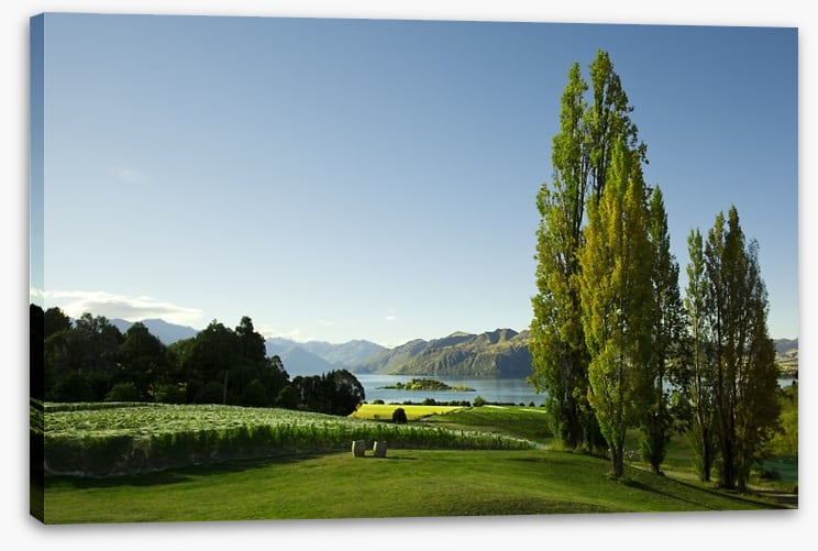 Vines to the lake