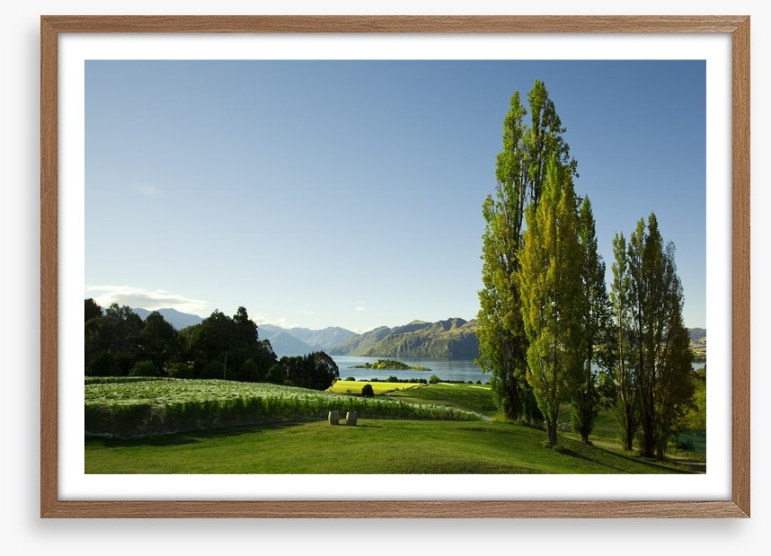 Vines to the lake