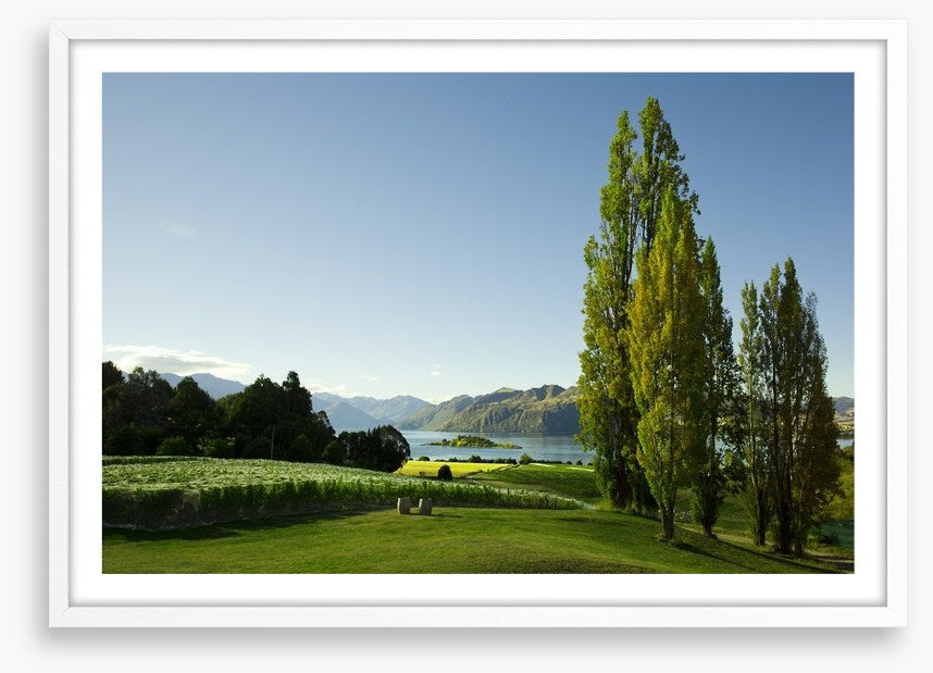 Vines to the lake