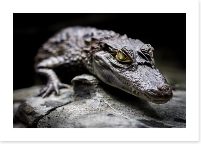 Reptiles / Amphibian