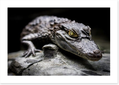 Reptiles / Amphibian