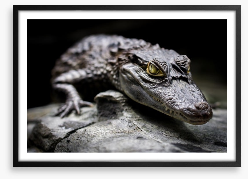 Reptiles / Amphibian
