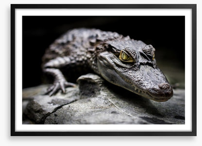 Reptiles / Amphibian