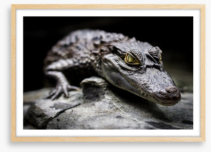 Reptiles / Amphibian