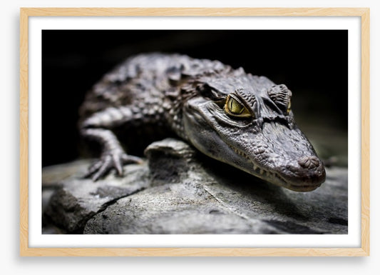 Reptiles / Amphibian