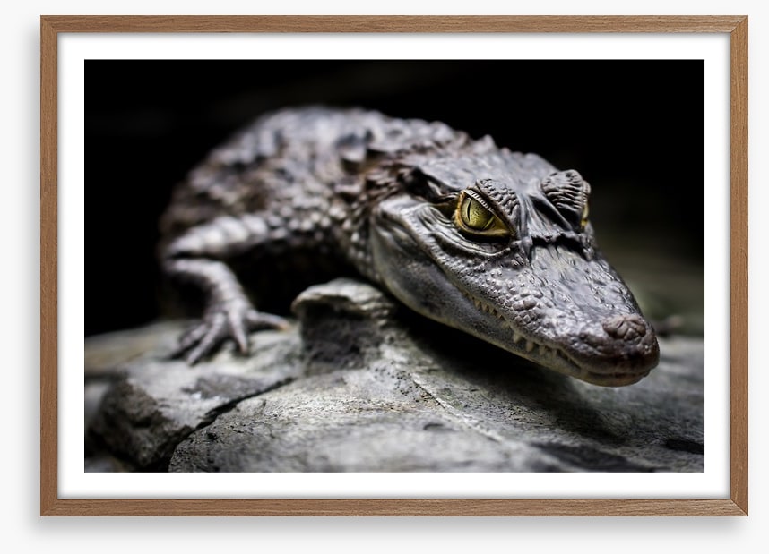 Reptiles / Amphibian