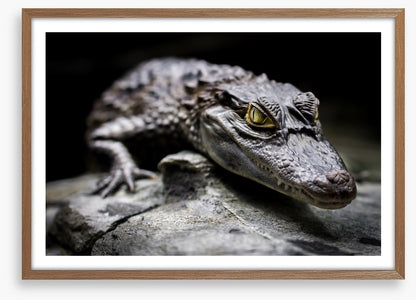 Reptiles / Amphibian