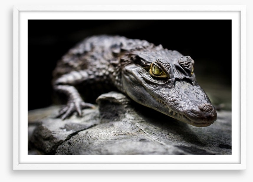 Reptiles / Amphibian