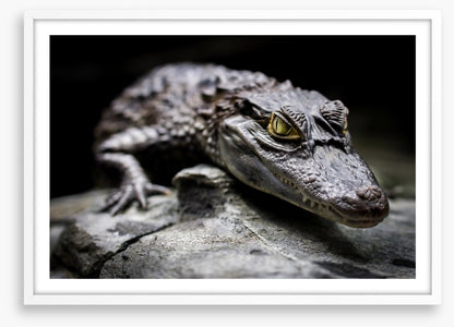 Reptiles / Amphibian