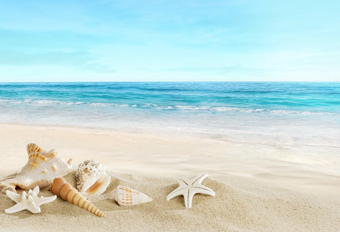Seashell seascape