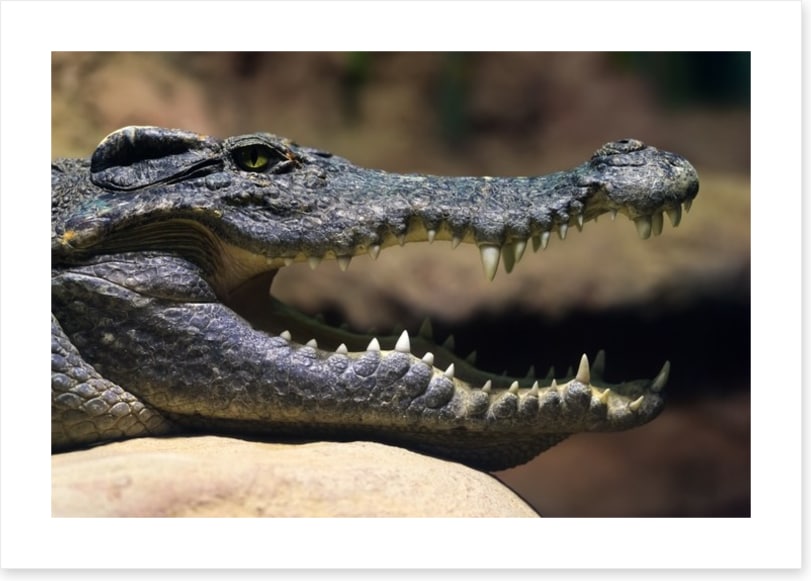 Reptiles / Amphibian