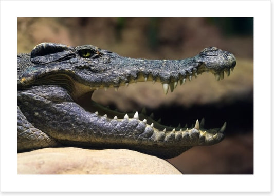 Reptiles / Amphibian