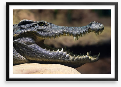 Reptiles / Amphibian