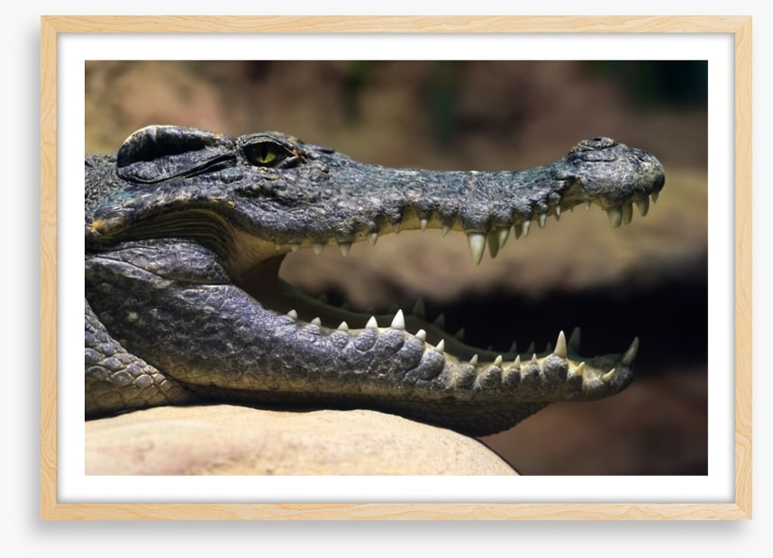 Reptiles / Amphibian