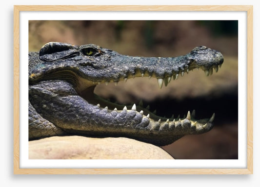 Reptiles / Amphibian
