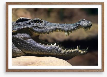 Reptiles / Amphibian