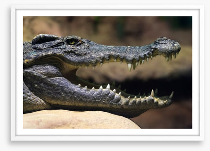 Reptiles / Amphibian