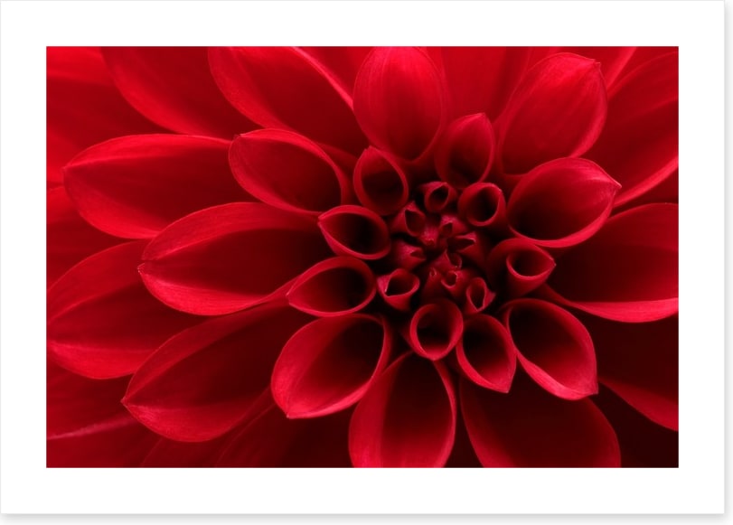 Red dahlia delight