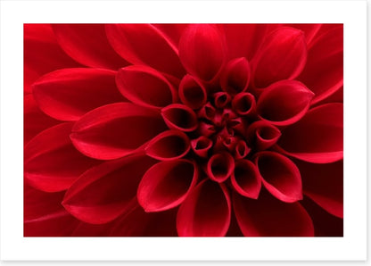 Red dahlia delight