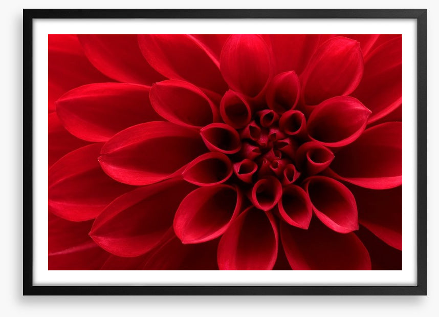 Red dahlia delight