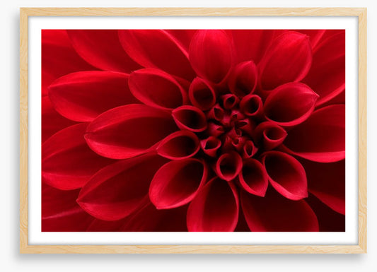 Red dahlia delight