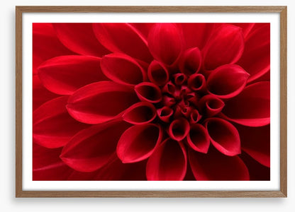 Red dahlia delight