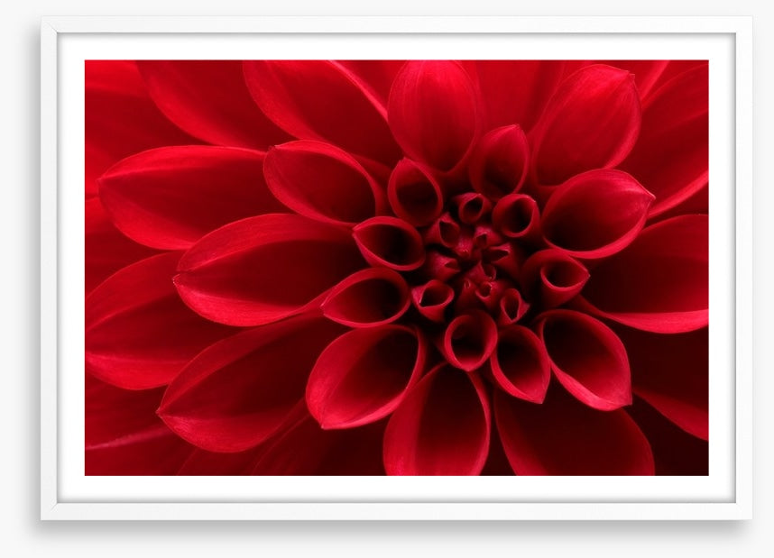 Red dahlia delight