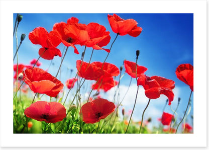 Poppies on a sunny day
