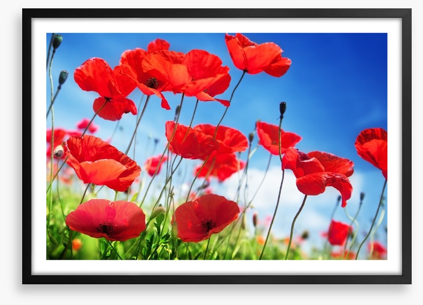 Poppies on a sunny day