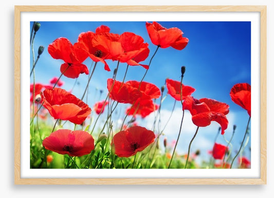 Poppies on a sunny day