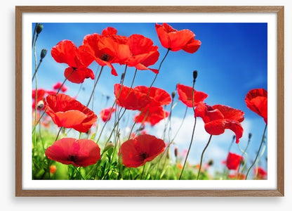 Poppies on a sunny day