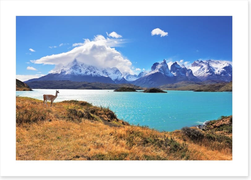 Lake Pehoe guanaco