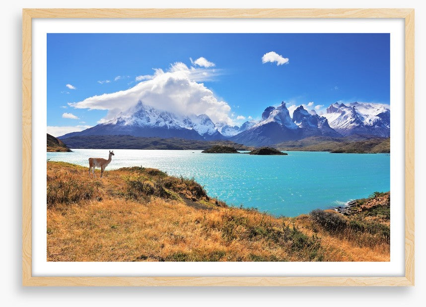 Lake Pehoe guanaco