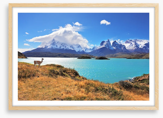 Lake Pehoe guanaco