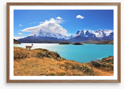 Lake Pehoe guanaco