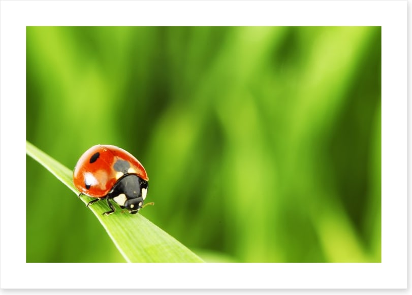 Insects