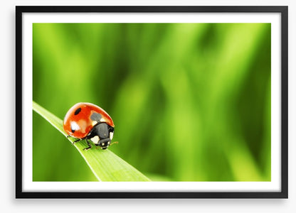 Insects