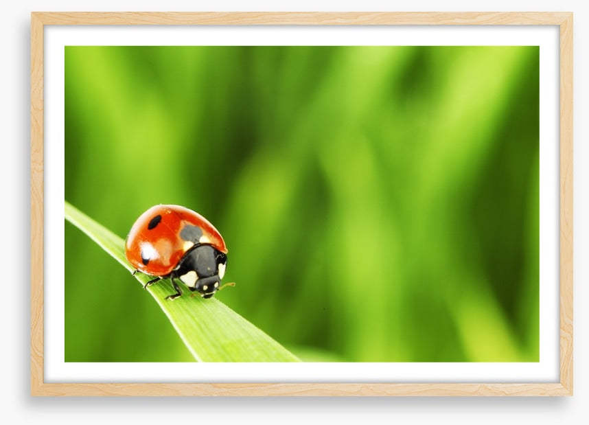 Insects