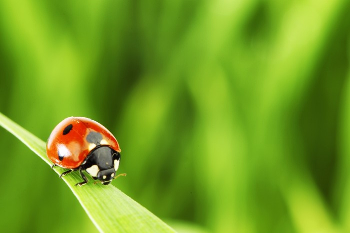 Insects