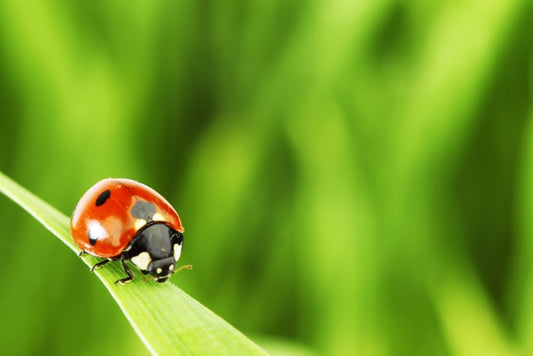 Insects