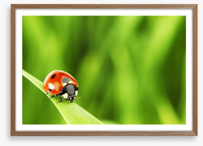 Insects