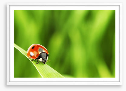 Insects