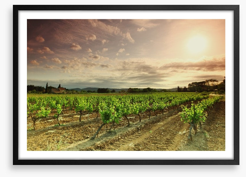Green vineyard afternoon