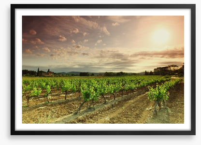 Green vineyard afternoon