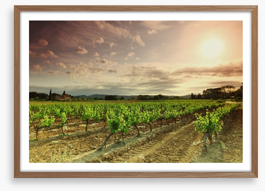 Green vineyard afternoon