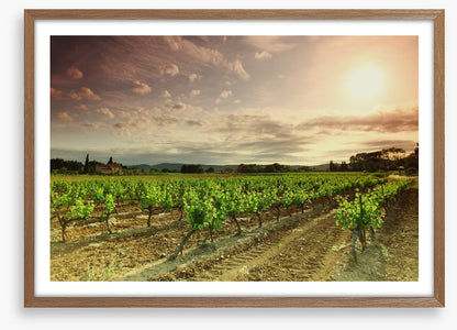 Green vineyard afternoon