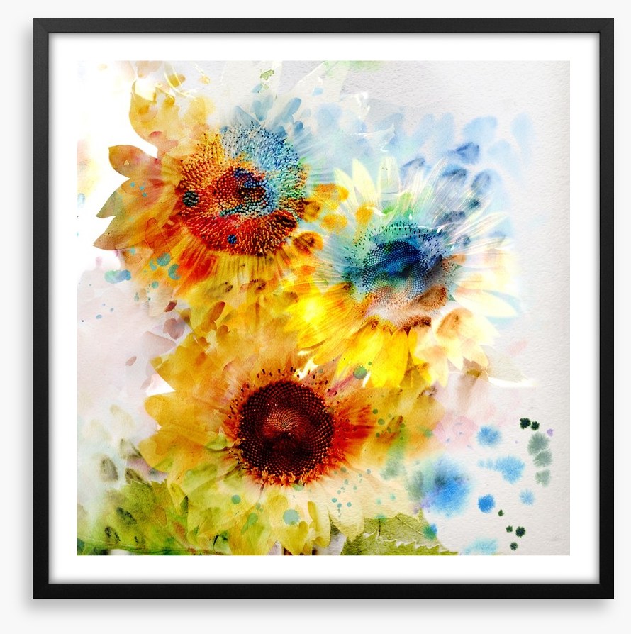 Sunflower days