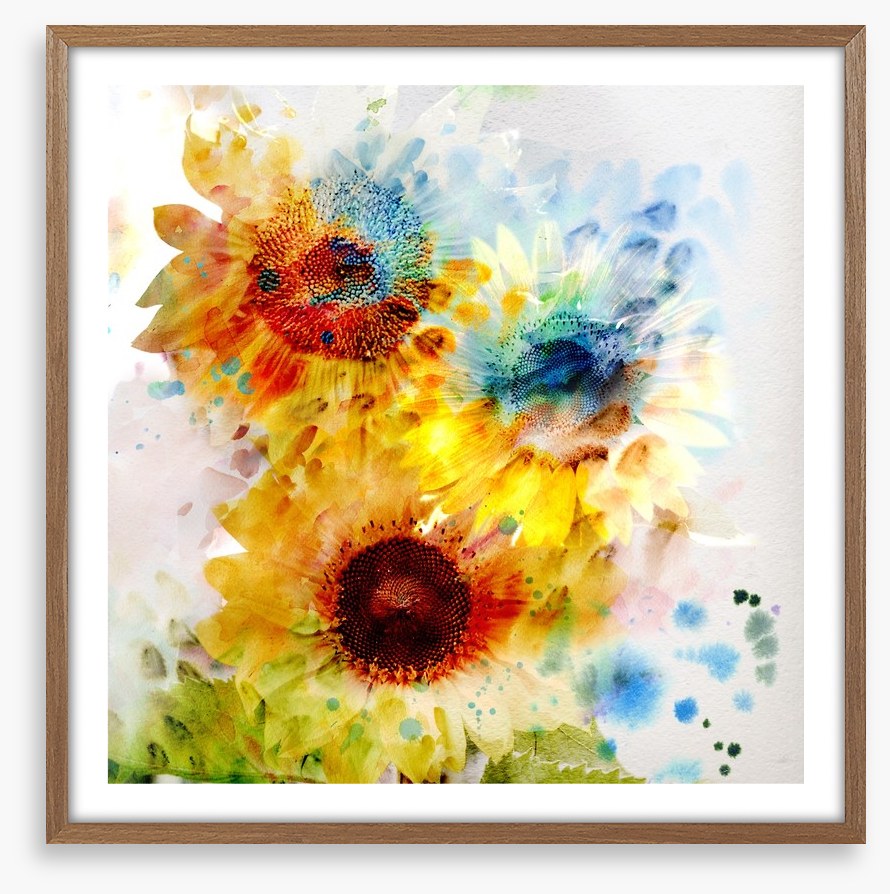 Sunflower days